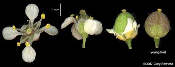 Attēlu rezultāti vaicājumam “Lepidium latifolium”