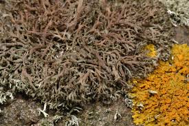 Attēlu rezultāti vaicājumam “Hypocenomyce friesii”