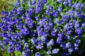 Image result for Veronica teucrium