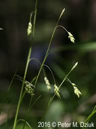 Attēlu rezultāti vaicājumam “Carex capillaris fruit”