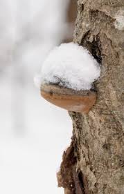 Attēlu rezultāti vaicājumam “Phellinus alni”