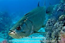 Image result for Megalops atlanticus