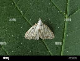 Attēlu rezultāti vaicājumam “Nola aerugula”