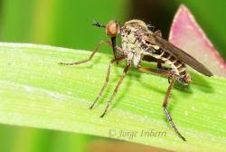 Attēlu rezultāti vaicājumam “Empis sp.”
