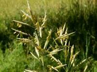 Attēlu rezultāti vaicājumam “Bromopsis inermis fruit”