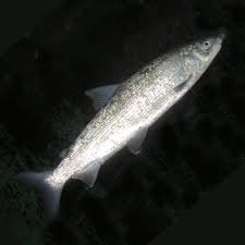 Image result for Coregonus oxyrinchus