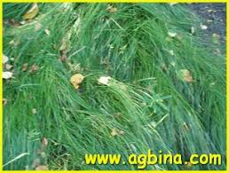 Attēlu rezultāti vaicājumam “Juncus nastanthus”