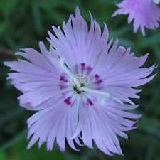 Image result for Dianthus gratianopolitanus