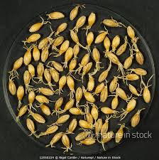 Attēlu rezultāti vaicājumam “Hordeum vulgare fruit”