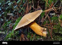 Attēlu rezultāti vaicājumam “Suillus variegatus”