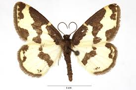 Attēlu rezultāti vaicājumam “Lomaspilis marginata”