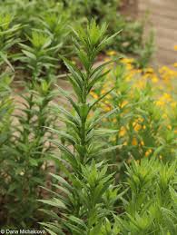 Image result for Leucanthemella serotina