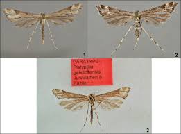 Attēlu rezultāti vaicājumam “Platyptilia tesseradactyla”