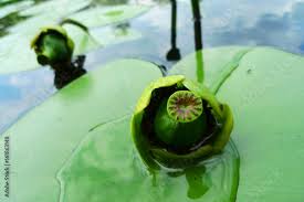 Attēlu rezultāti vaicājumam “Nuphar lutea fruit”