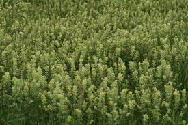 Attēlu rezultāti vaicājumam “Rhinanthus serotinus”