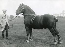 Image result for Staffordshire Stallions