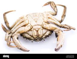 Image result for Carcinus maenas