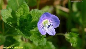 Attēlu rezultāti vaicājumam “Veronica persica”