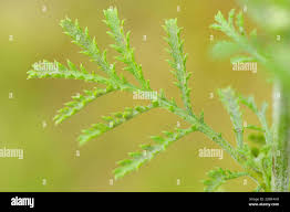 Attēlu rezultāti vaicājumam “Anthemis tinctoria leaf”