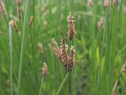 Attēlu rezultāti vaicājumam “Eleocharis palustris flower”