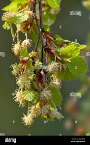 Attēlu rezultāti vaicājumam “Fagus sylvatica female flower”