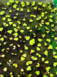 Attēlu rezultāti vaicājumam “Ricciocarpos natans”