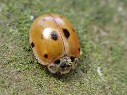 Attēlu rezultāti vaicājumam “Adalia decempunctata”