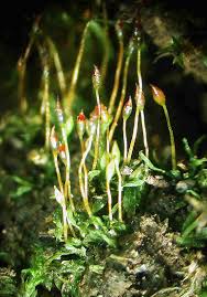 Attēlu rezultāti vaicājumam “Fissidens bryoides sporophyte”