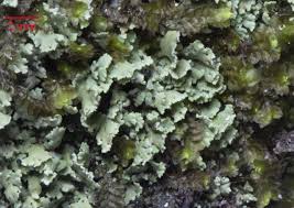 Attēlu rezultāti vaicājumam “Cladonia caespiticia”