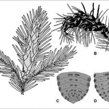 Attēlu rezultāti vaicājumam “Schizolachnus pineti”