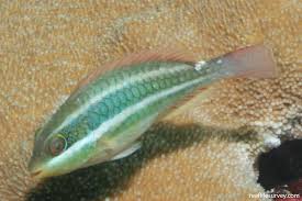 Image result for Sparisoma aurofrenatum