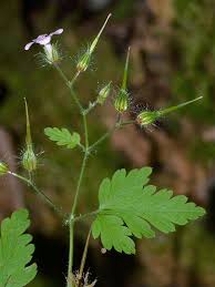Attēlu rezultāti vaicājumam “Geranium robertianum flower”