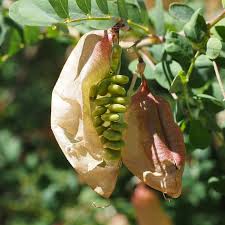 Image result for Colutea arborescens