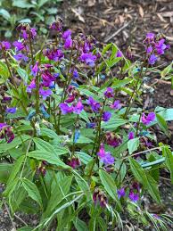 Attēlu rezultāti vaicājumam “Lathyrus vernus flower”