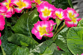 Attēlu rezultāti vaicājumam “Primula x polyantha”