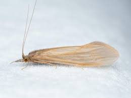 Attēlu rezultāti vaicājumam “Oecetis ochracea”