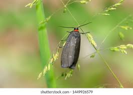 Attēlu rezultāti vaicājumam “Atolmis rubricollis”