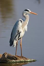 Attēlu rezultāti vaicājumam “Ardea cinerea”