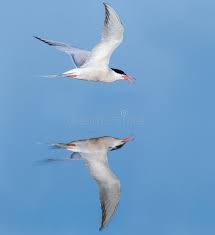 Attēlu rezultāti vaicājumam “Sterna hirundo adult”