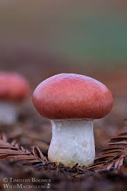 Attēlu rezultāti vaicājumam “Gomphidius roseus”