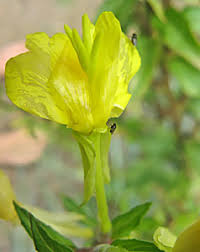 Attēlu rezultāti vaicājumam “Oenothera rubricauli flower”
