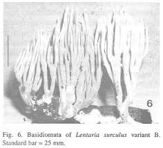 Attēlu rezultāti vaicājumam “Lentaria sp.”
