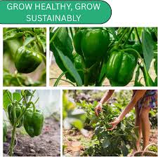 Afbeeldingsresultaat voor california wonder 300 sweet pepper