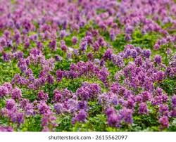 Attēlu rezultāti vaicājumam “Corydalis cava”