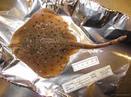 Image result for Leucoraja ocellata