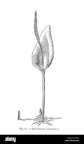 Attēlu rezultāti vaicājumam “Ophioglossum vulgatum”