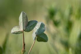 Attēlu rezultāti vaicājumam “Trifolium repens leaf”