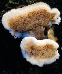 Attēlu rezultāti vaicājumam “Gloeoporus dichrous”