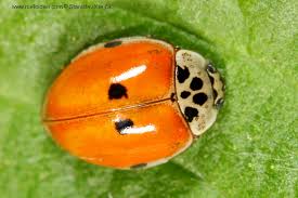 Attēlu rezultāti vaicājumam “Adalia decempunctata”