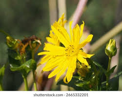 Attēlu rezultāti vaicājumam “Tragopogon pratensis subsp. pratensis”